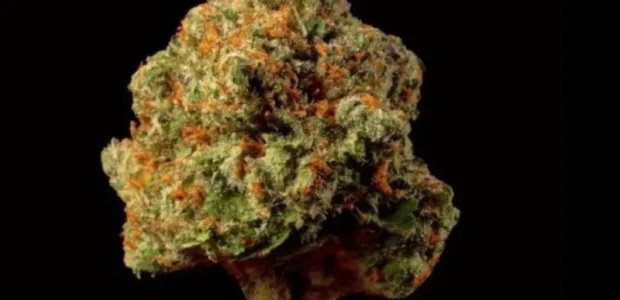 Lit Farms Coupon Code – Save Big on Rare Seed Drops!